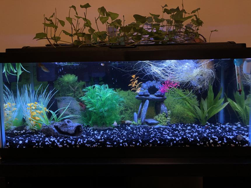 Rated #33: 20 Gallons Freshwater Fish Tank - Sweet potato!!