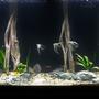 55 gallons freshwater fish tank (mostly fish and non-living decorations) - Mangrove Forest
