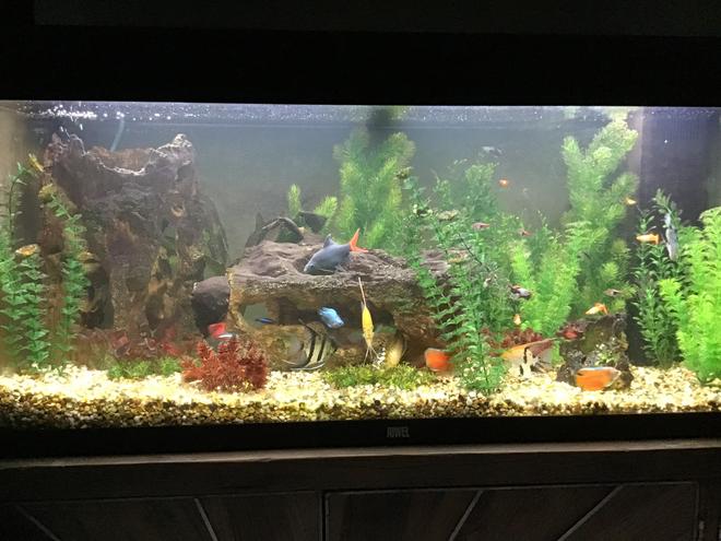 35 gallons freshwater fish tank (mostly fish and non-living decorations) - Full veiw