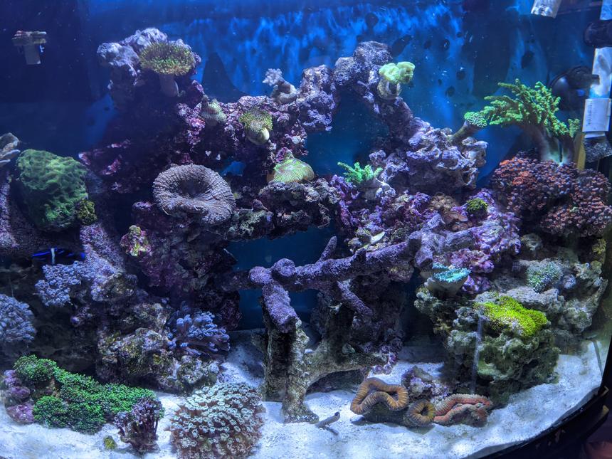 Rated #3: Corals Inverts Stocking In 46 Gallons Tank - Reef