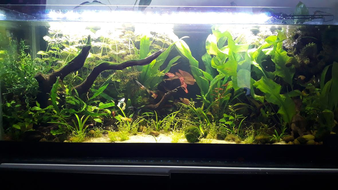 28 gallons planted tank (mostly live plants and fish) - My first fish tank. All male guppy jungle and amano and blue dream janitorial team!