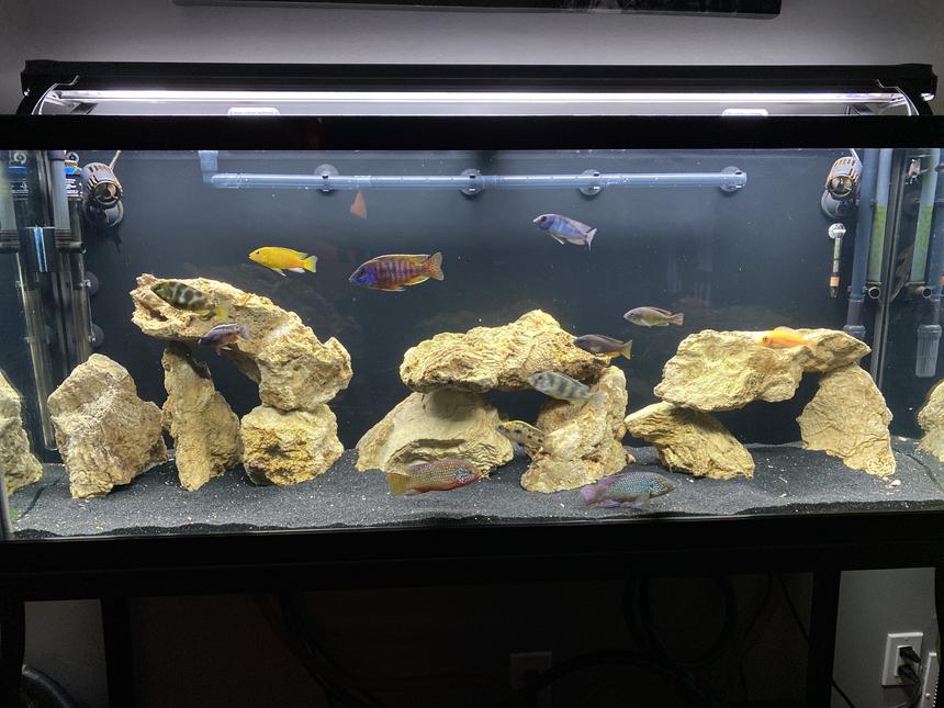 Rated #28: Freshwater Fish Stocking In 55 Gallons Tank - 65gal Community Tank (Cichlids)