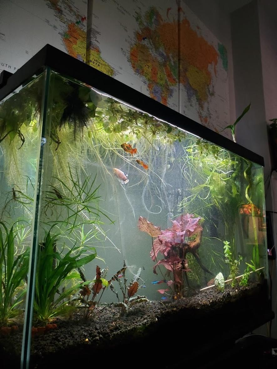 29 gallons planted tank (mostly live plants and fish) - My 29g planted community tank