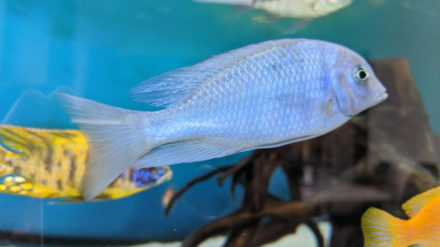 Rated #17: Freshwater Fish Stocking In 100 Gallons Tank - Dolphin CichlidBought at about 4-6cm, had him about 6months now