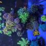 corals inverts stocking in 165 gallons tank - Under water spectacle