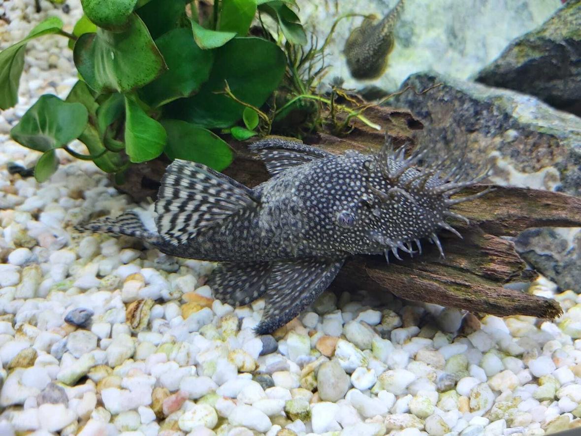 freshwater fish stocking in 39 gallons tank - Jim the bristlenose pleco