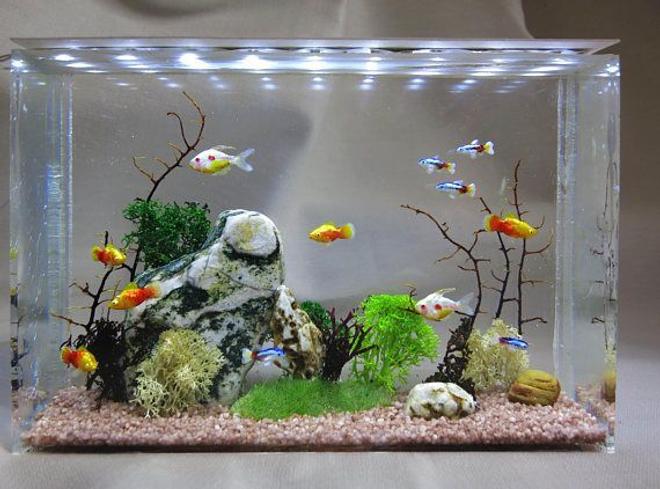 148 gallons freshwater fish tank (mostly fish and non-living decorations) - My tank