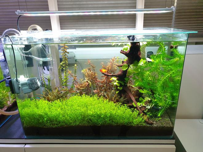 20 gallons planted tank (mostly live plants and fish) - 20Gallon Planted tank