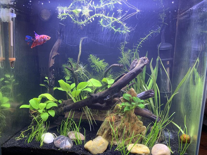 Rated #36: 5 Gallons Planted Tank - My 5 gallon betta tank Comodo