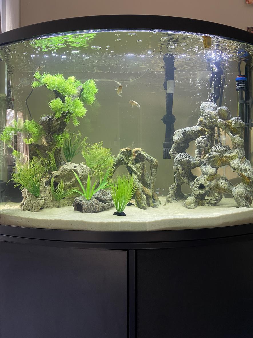 36 gallons freshwater fish tank (mostly fish and non-living decorations) - 36g Freshwater Community Tank