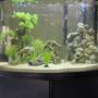 36 gallons freshwater fish tank (mostly fish and non-living decorations) - 36g Freshwater Community Tank