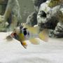 freshwater fish stocking in 36 gallons tank - German Blue Ram