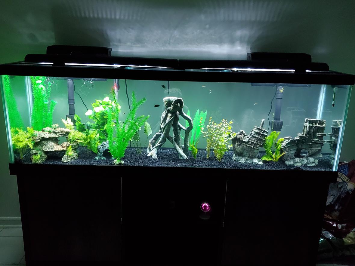 freshwater fish stocking in 125 gallons tank - 125 gal freshwater