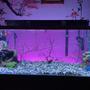 75 gallons freshwater fish tank (mostly fish and non-living decorations) - The view.