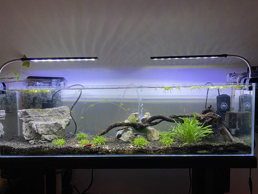 Rated #53: 12 Gallons Planted Tank - My first tank
