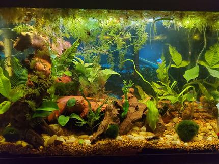 20 gallons planted tank (mostly live plants and fish) - 20 gallon community