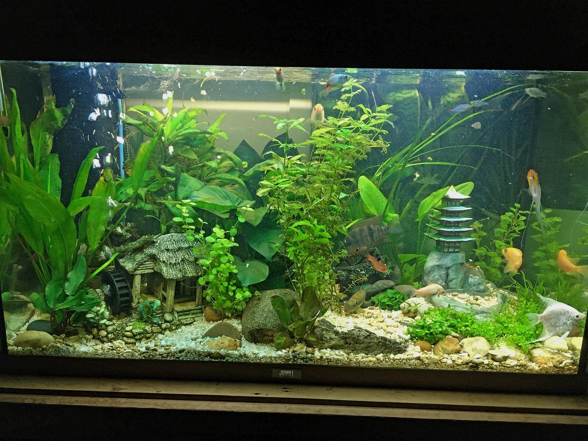 15 gallons planted tank (mostly live plants and fish) - 15 Gallon | 3D Printed & Hand Painted | Asian Themed Landscaping