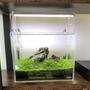 2 gallons planted tank (mostly live plants and fish) - Ada mini S