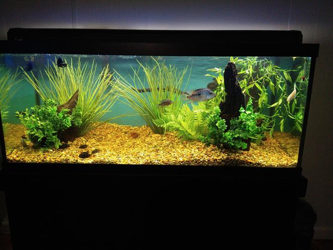 75 gallons freshwater fish tank (mostly fish and non-living decorations) - None