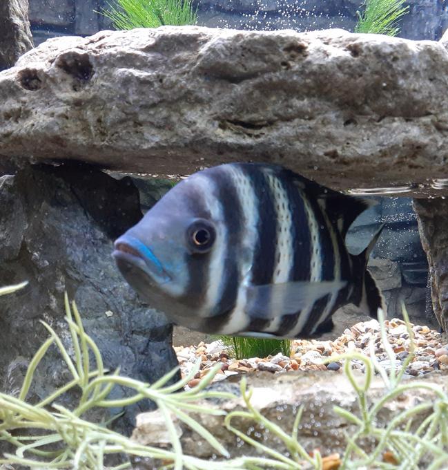 freshwater fish stocking in 125 gallons tank - Budda