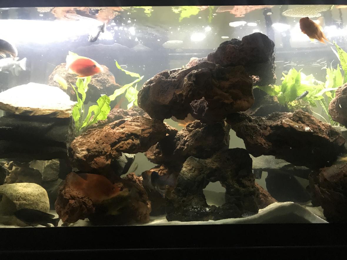 fish tank picture - Another one!