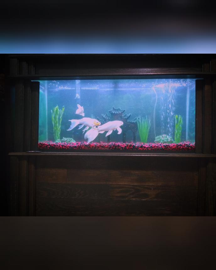 75 gallons freshwater fish tank (mostly fish and non-living decorations) - Sometimes this is better than tv