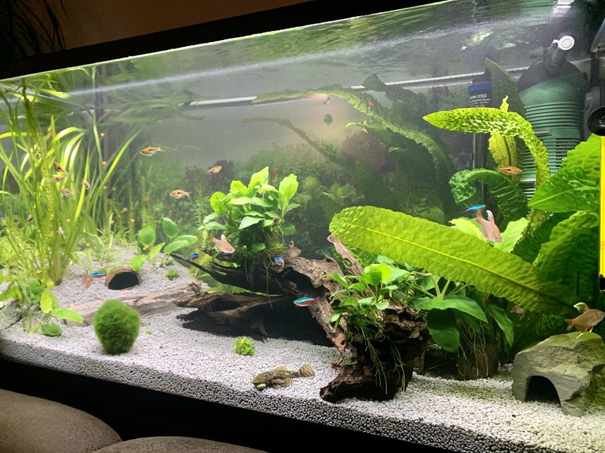 Rated #17: 33 Gallons Planted Tank - 6 month old tank