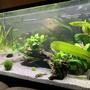 33 gallons planted tank (mostly live plants and fish) - 6 month old tank