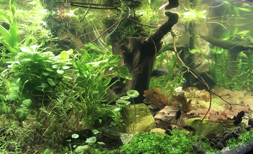 Rated #9: 21 Gallons Planted Tank - Planted tank with some blackwater influences