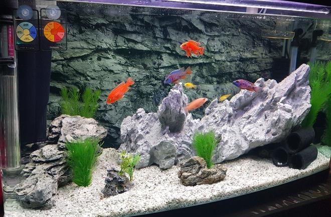 freshwater fish stocking in 50 gallons tank - Malawi Cichlid Tank
