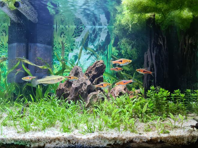 7 gallons planted tank (mostly live plants and fish) - My attempt to grow carpet this year