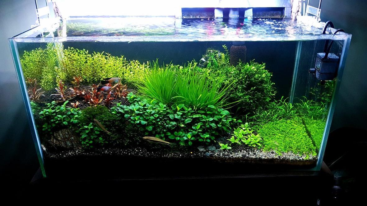15 gallons planted tank (mostly live plants and fish) - Freshwater PlantitoAlternanthera Reineckii, Blyxa Japonica, Windelov Fern, Rotala Colorata, Anubias nana petite, monte carlo, staurogyn repens, Cryptocoryne Parva, easter Island statue :p