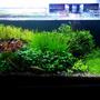 15 gallons planted tank (mostly live plants and fish) - Freshwater PlantitoAlternanthera Reineckii, Blyxa Japonica, Windelov Fern, Rotala Colorata, Anubias nana petite, monte carlo, staurogyn repens, Cryptocoryne Parva, easter Island statue :p
