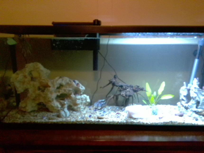 Rated #33: 55 Gallons Planted Tank - newly set up tank with 1 dojo loach, 1 pleco, 2 neon tetras (had 5, 3 died) and an oriental sword plant.