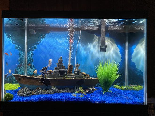 65 gallons freshwater fish tank (mostly fish and non-living decorations) - 65 gal freshwater tank