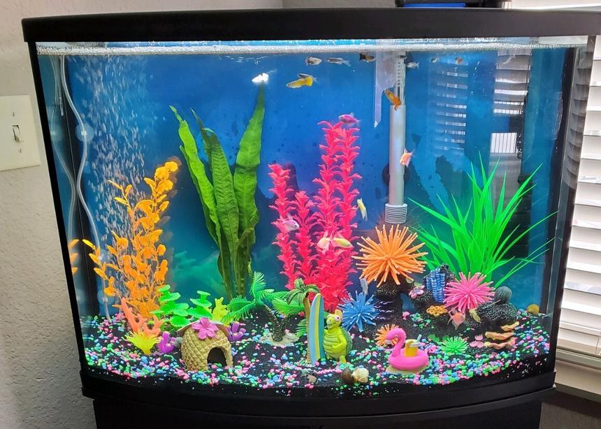 Rated #19: 36 Gallons Freshwater Fish Tank - Bright colors for a community tank