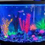 fish tank picture - Happy and Bright under the blue LED