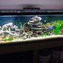 55 gallons freshwater fish tank (mostly fish and non-living decorations) - Sit back and telax