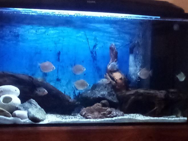75 gallons freshwater fish tank (mostly fish and non-living decorations) - My tank