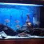 75 gallons freshwater fish tank (mostly fish and non-living decorations) - My tank