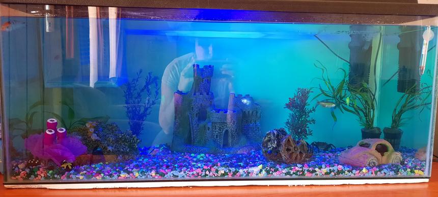 Rated #9: Freshwater Fish Stocking In 26 Gallons Tank - My tank