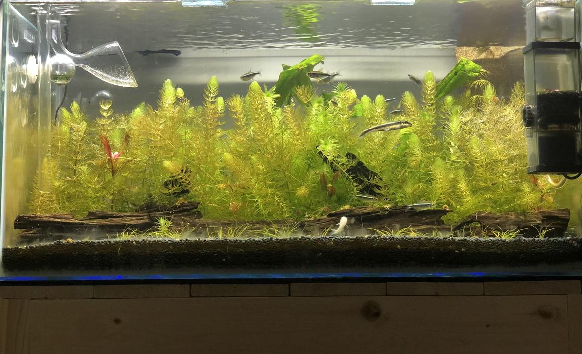 15 gallons planted tank (mostly live plants and fish) - Peaceful