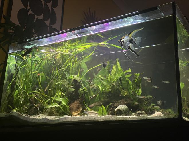 10 gallons planted tank (mostly live plants and fish) - My 3ft community tank