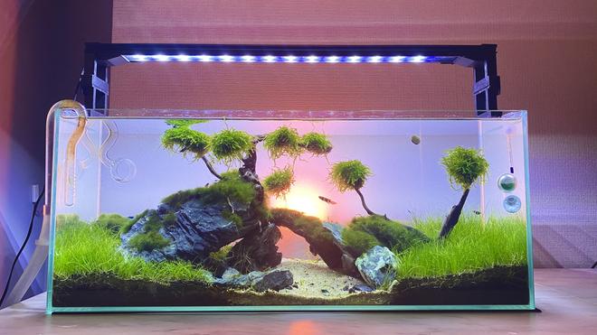 8 gallons freshwater fish tank (mostly fish and non-living decorations) - Hakuna Matata