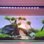 8 gallons freshwater fish tank (mostly fish and non-living decorations) - Hakuna Matata