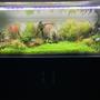 fish tank picture - Thriving stream