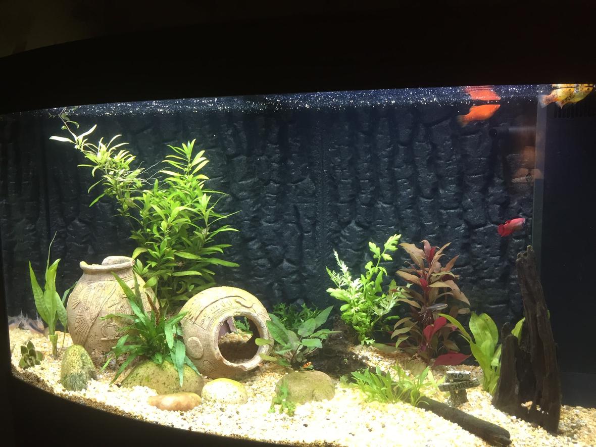 40 gallons freshwater fish tank (mostly fish and non-living decorations) - New set up