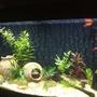 40 gallons freshwater fish tank (mostly fish and non-living decorations) - New set up