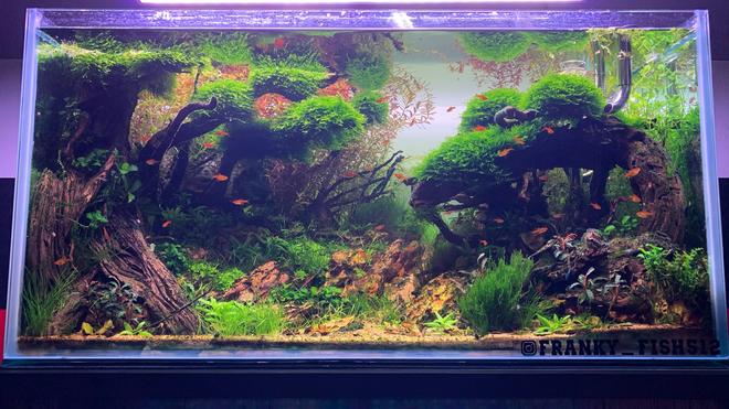 60 gallons planted tank (mostly live plants and fish) - Tsunami