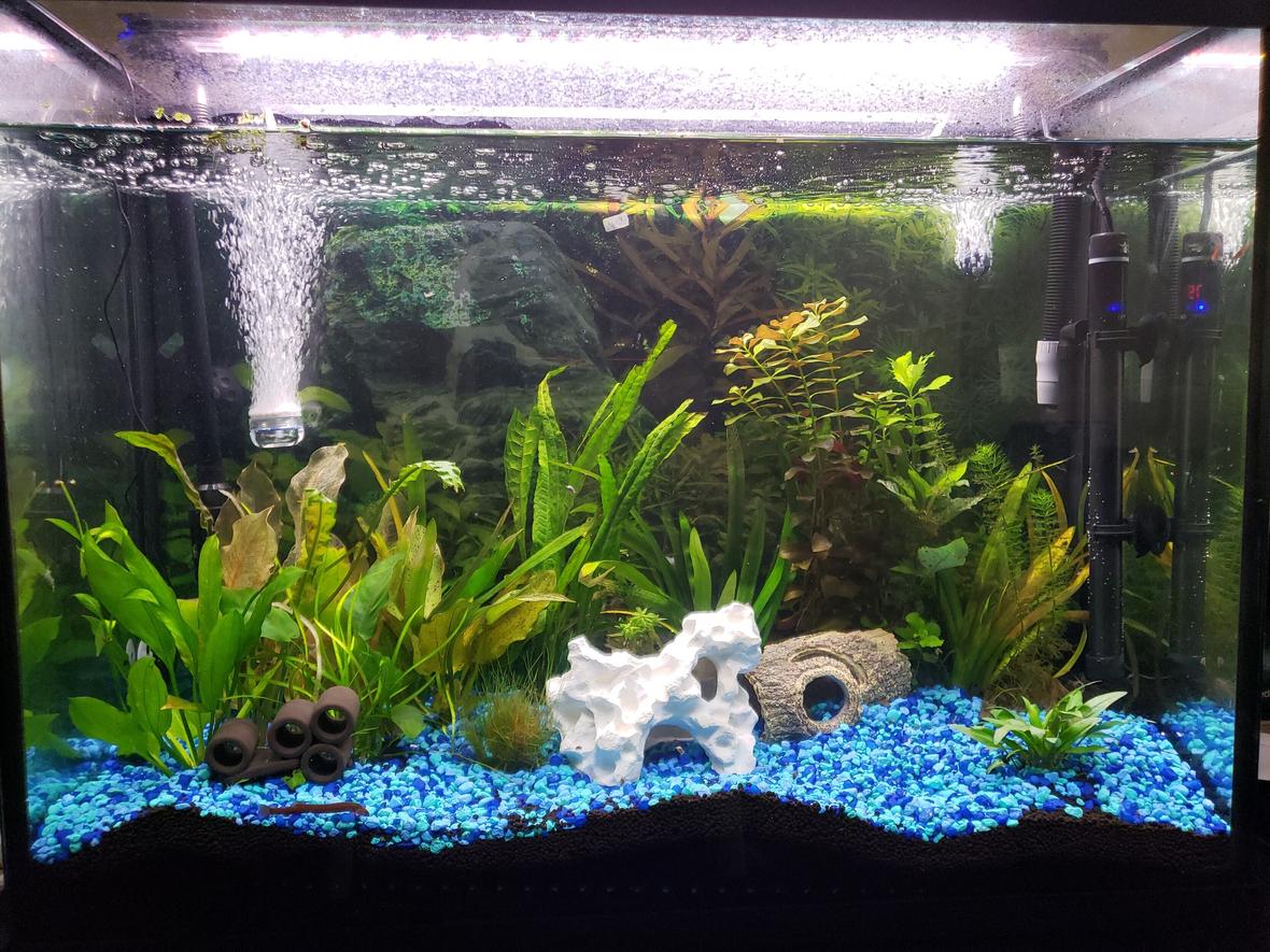 37 gallons planted tank (mostly live plants and fish) - My Tank